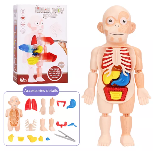 N94-หุ่นจำลองอวัยวะ ของเล่นเด็ก ของเล่นเพื่อการศึกษา อวัยวะของมนุษย์ ของเล่นวิทยาศาสตร์ยอดนิยม การพัฒนาทางปัญญา